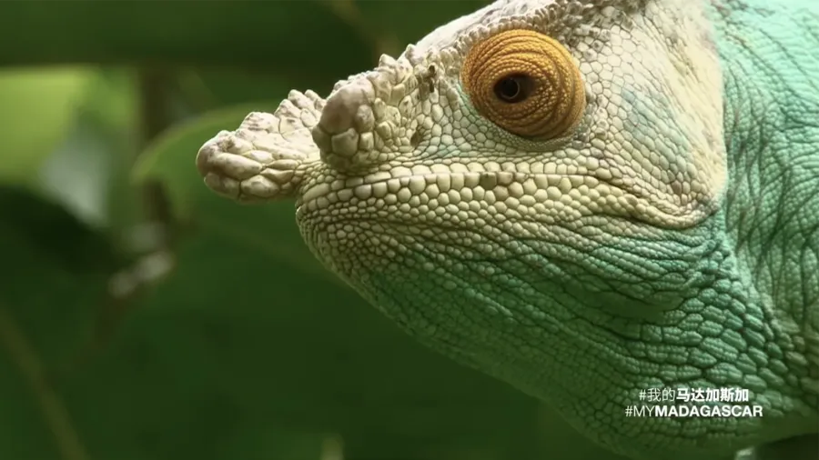 (3)马达加斯加宣传片